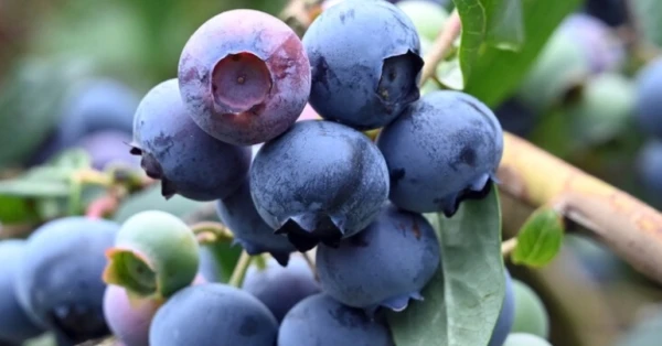 التوت الأزرق البري: غذاء خارق لصحة القلب والأمعاء