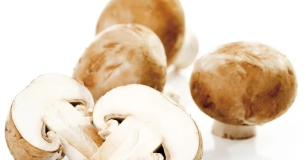 دراسة: الفطر قد يحسن الذاكرة مع التقدم في العمر