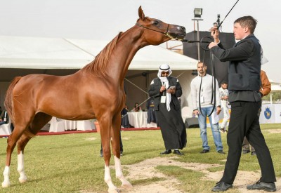 الجمعة انطلاق بطولة فيصل بن حمد الدولية لجمال الخيل العربية