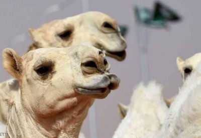 السعودية.. استبعاد "ملكات جمال الإبل" بسبب "البوتوكس"