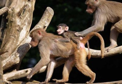 إجلاء زوار حديقة حيوان بسبب قرود الرباح