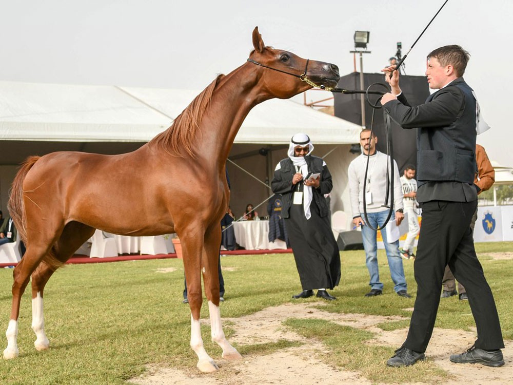 الجمعة انطلاق بطولة فيصل بن حمد الدولية لجمال الخيل العربية