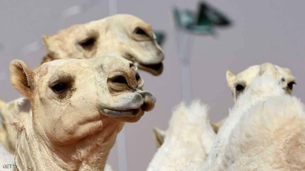 السعودية.. استبعاد "ملكات جمال الإبل" بسبب "البوتوكس"