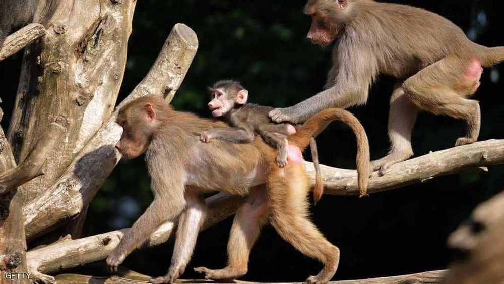 إجلاء زوار حديقة حيوان بسبب قرود الرباح