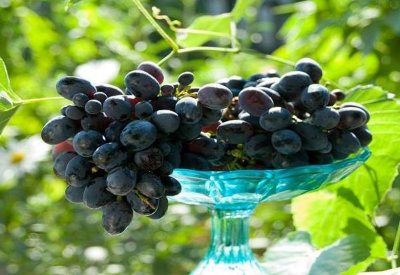 العنب لعلاج مرض العصر