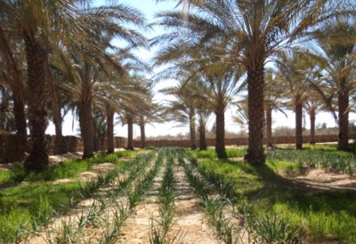 هيئة الثقافة تنظّم جولة إلى مزارع النخيل المحيط بموقع قلعة البحرين
