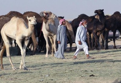 شركة إماراتية تطرح أول منتج للرضع من حليب الجمال