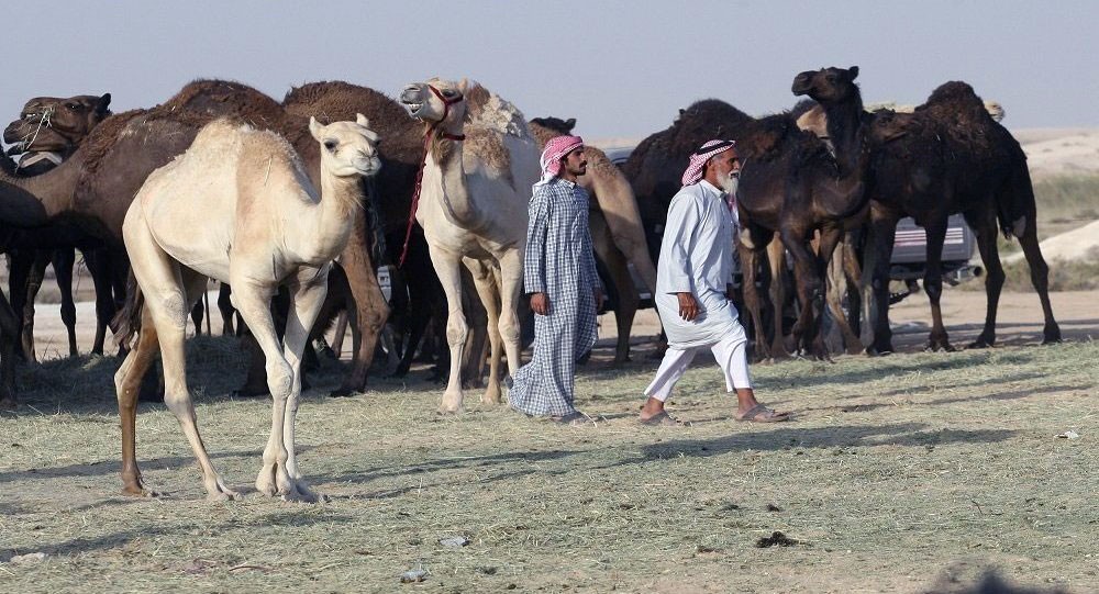 شركة إماراتية تطرح أول منتج للرضع من حليب الجمال