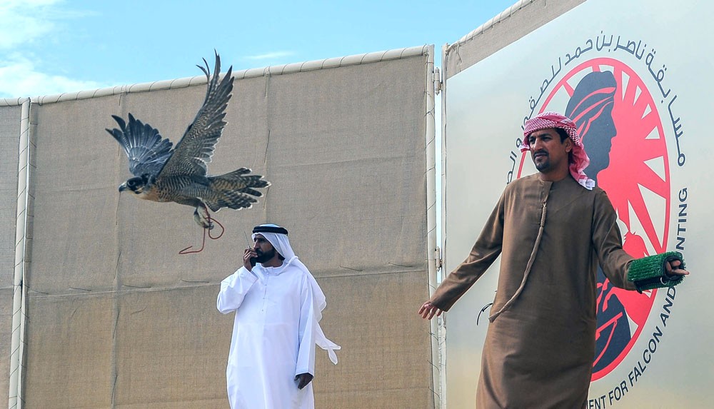 "النخبة" يحصد شوط الشواهين بمسابقة ناصر بن حمد للصقور والصيد