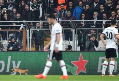 بايرن ميونيخ لربع نهائي الأبطال.. والقط التركي بطل المبارة