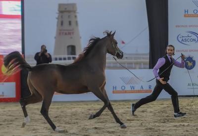 ناصر بن حمد: بطولة فيصل بن حمد لجمال الخيل العربية إرتباط تاريخي بالتراث الأصيل