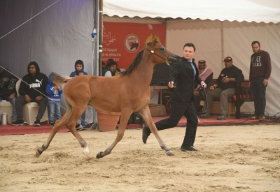 غدا انطلاق بطولة فيصل بن حمد لجمال الخيل العربية الأصيلة