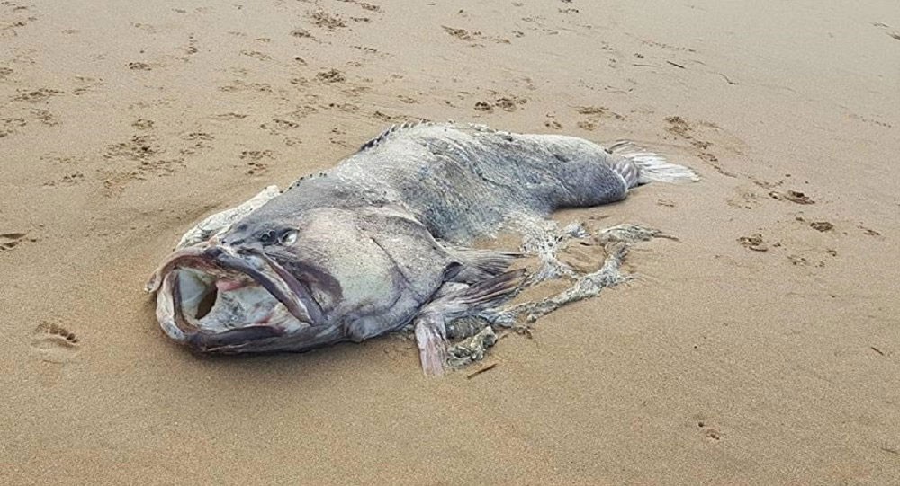 العثور على سمكة نادرة جرفتها الأمواج لشواطئ أستراليا