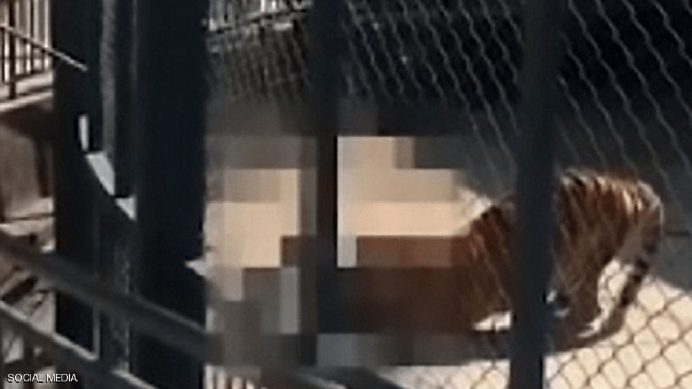 نمر ينهش لحم مربيه ويأكله حيّا