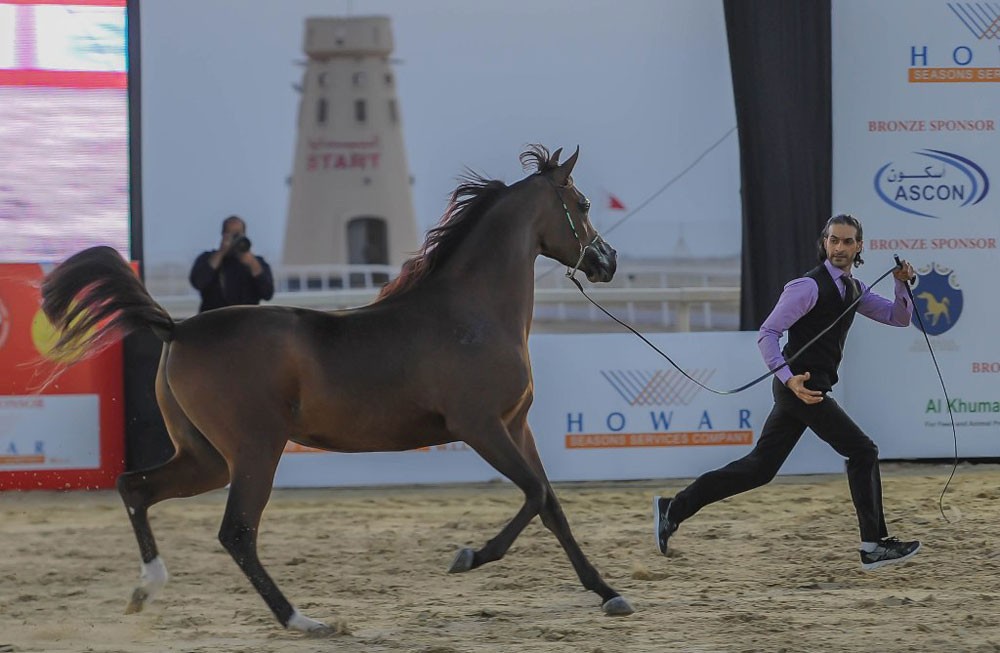 ناصر بن حمد: بطولة فيصل بن حمد لجمال الخيل العربية إرتباط تاريخي بالتراث الأصيل