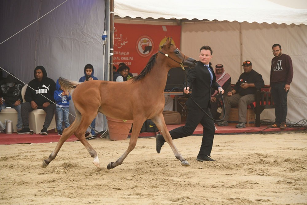 غدا انطلاق بطولة فيصل بن حمد لجمال الخيل العربية الأصيلة