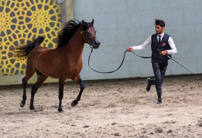 الأمير عبدالعزيز بن أحمد يتوج أبطال بطولة فيصل بن حمد لجمال الخيل العربية