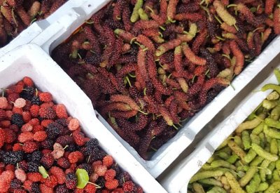 موسم التوت البحريني.. وكنز من الفوائد الصحية