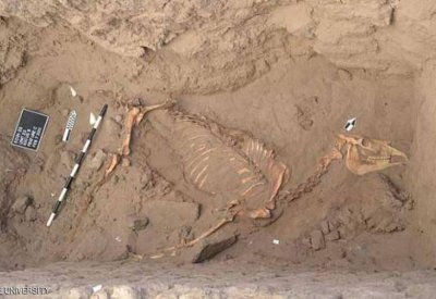 أسرار تاريخية تكشفها رفاة حصان مصري في السودان