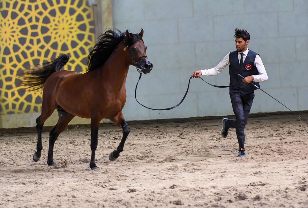 الأمير عبدالعزيز بن أحمد يتوج أبطال بطولة فيصل بن حمد لجمال الخيل العربية