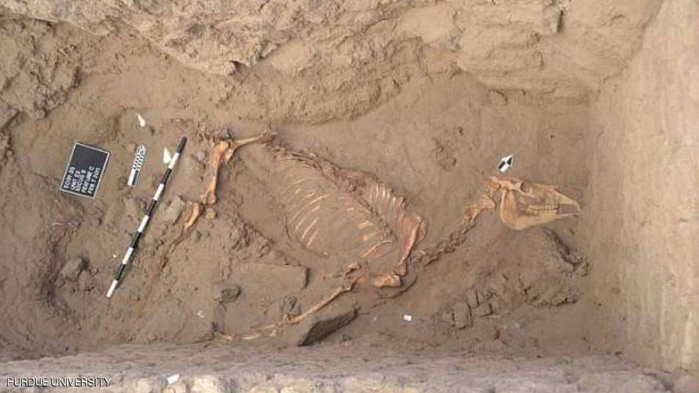 أسرار تاريخية تكشفها رفاة حصان مصري في السودان