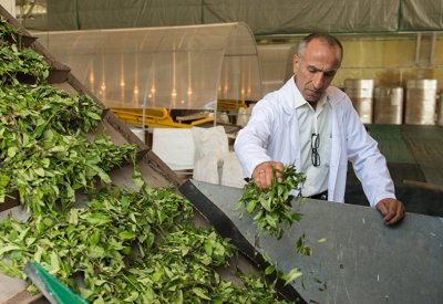 العلماء يستخدمون الشاي الأخضر للقضاء على السرطان