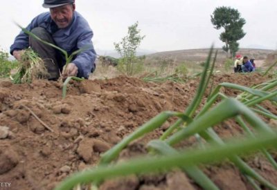"فئران الجفاف" تكبّد الصين خسائر فادحة