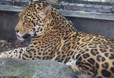 نمر يهرب من محبسه.. ويفترس حفنة "ضحايا"