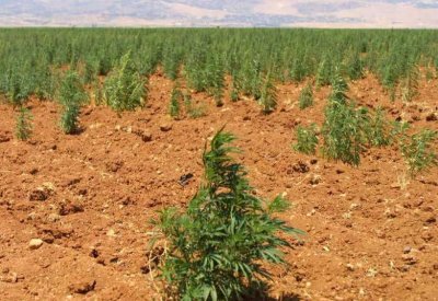 "إذا شرعوا الحشيش بلبنان" يجتاح الإنترنت.. تغريدات لاذعة
