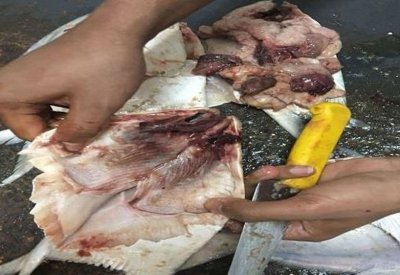 نيابة الكويت تحقق في قضية وجود "مسامير" داخل الأسماك