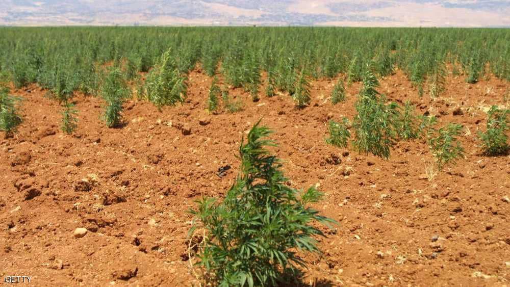 "إذا شرعوا الحشيش بلبنان" يجتاح الإنترنت.. تغريدات لاذعة