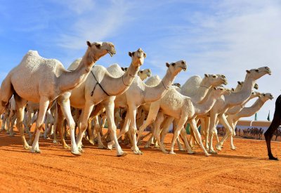 انتشار عمليات تجميل الإبل بالسعودية