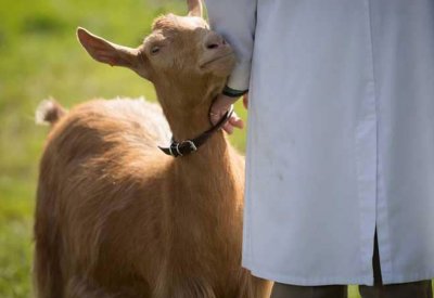 أغرب نصيحة: "ابتسم" لتحصل على لحم أطيب