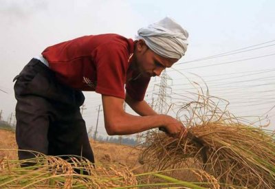مصر تستورد مليون طن من الأرز من فيتنام