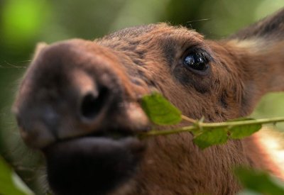 عائلة روسية ترعى موظا ضخما في منزلها