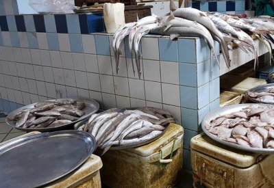 تراجع المخزون السمكي المحلي 90% وخبراء يقولون: تدق ناقوس الخطر
