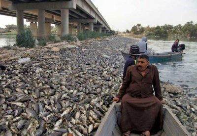  نفوق أسماك العراق.. ما دور إيران و دول الجوار؟