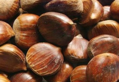 تناولوها نيئة أو مشويّة.. اليكم فوائد الكستناء