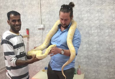 مصادرة 13 أفعى وتحويل مالكها للنيابة العامة