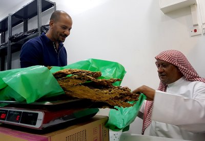 حكايات "عشاق التتن" بين الكيف وضرب البوكس أو حتى السيف!