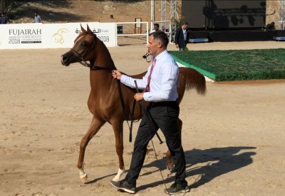 المهرة دانة تهدي مربط النوادر المركز الرابع في جمال الخيل