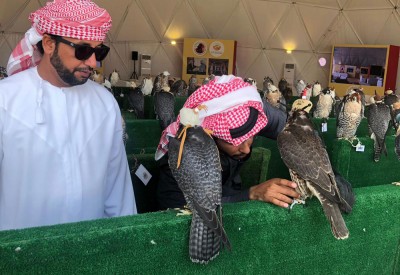 انطلاق مسابقتي التأهيل للحرار والشواهين