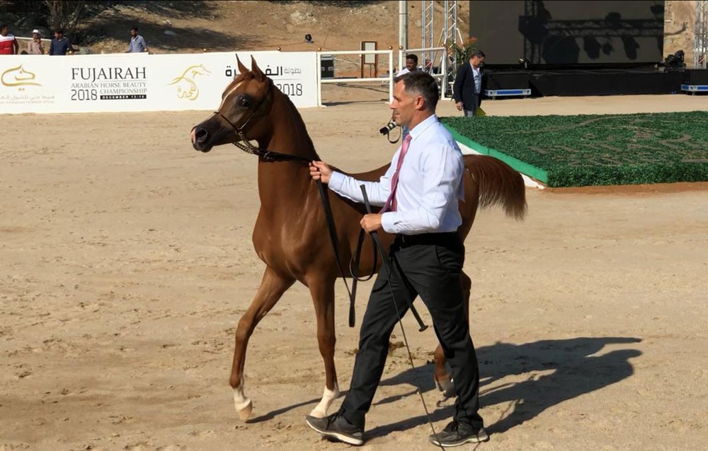 المهرة دانة تهدي مربط النوادر المركز الرابع في جمال الخيل