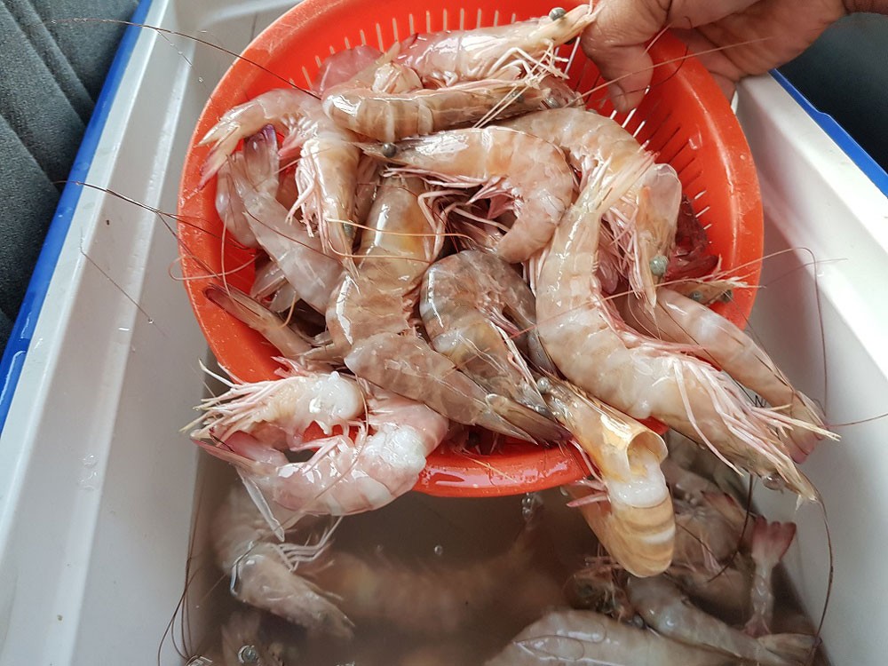 اضبط.. روبيان "جامبو".. من أين يا ترى؟