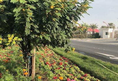بلدية الجنوبية تنتهي من تجميل وتطوير شارع المحرق بالرفاع