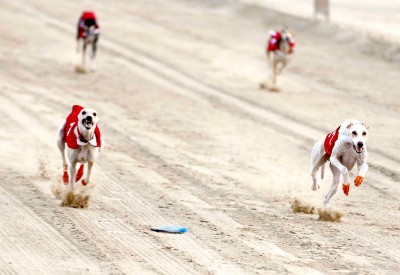 السلوقي العربي تدخل مرحتلها التمهيدية الثالثة