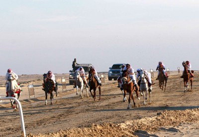 لجنة الموروث تقيم سباق الخيل العربي ومزاين للإبل