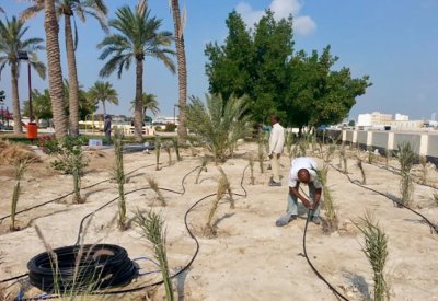 أمانة العاصمة تزرع 1000 فسيلة في مشاريعها الخدمية