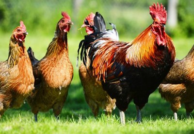 علماء يلجأون للدجاج بهدف منع ظهور وباء بشري مميت