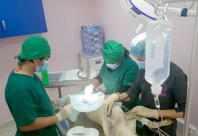 "البلديات" تعلن البدء بمرحلة تعقيم الكلاب الضالة